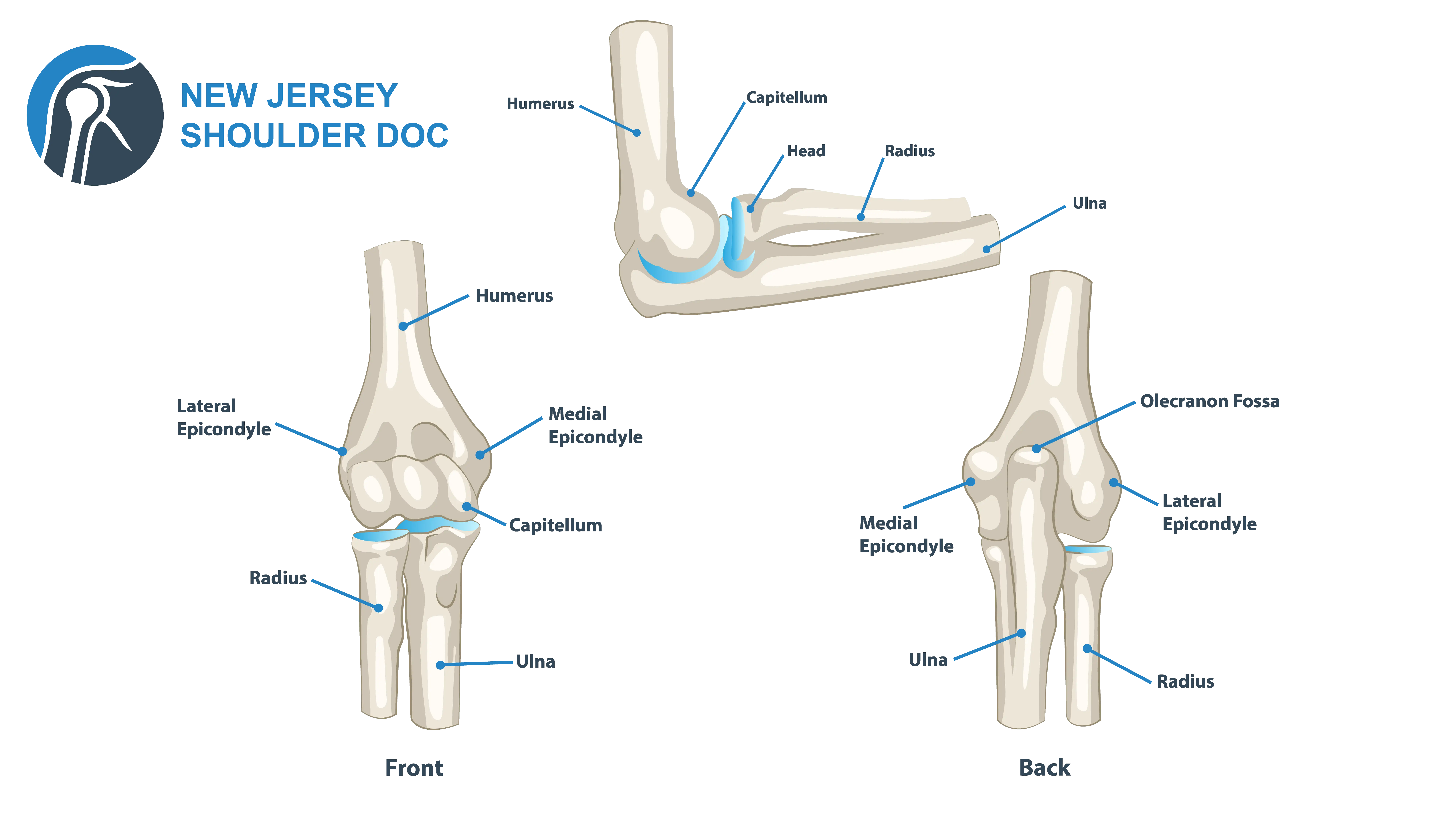 Anatomical Graphic Elbow Anatomy