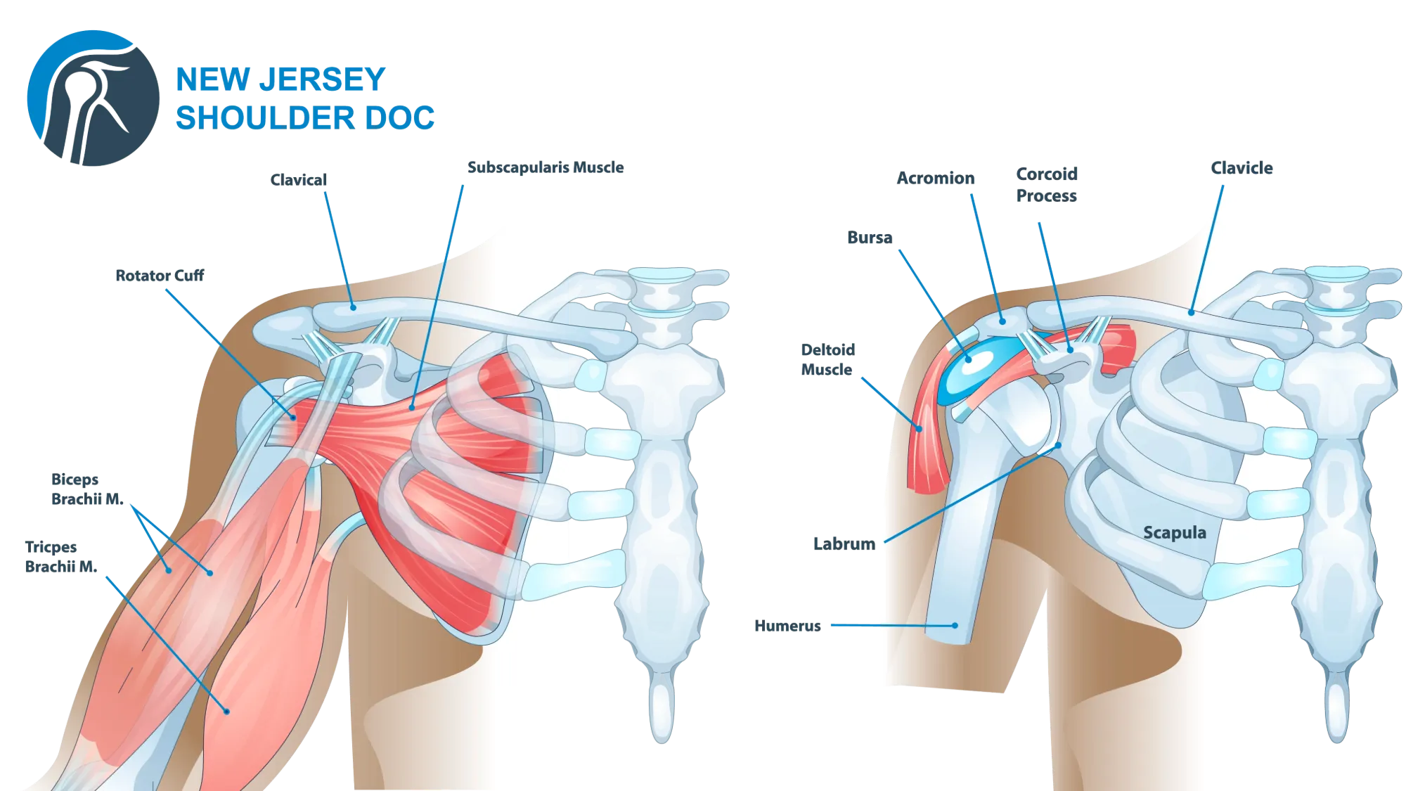Anatomical Graphic of Shoulder Anatomy
