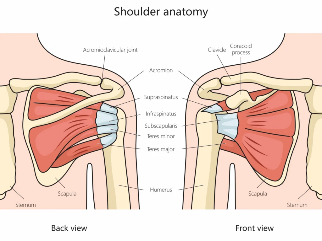 Shoulder Anatomy Diagram