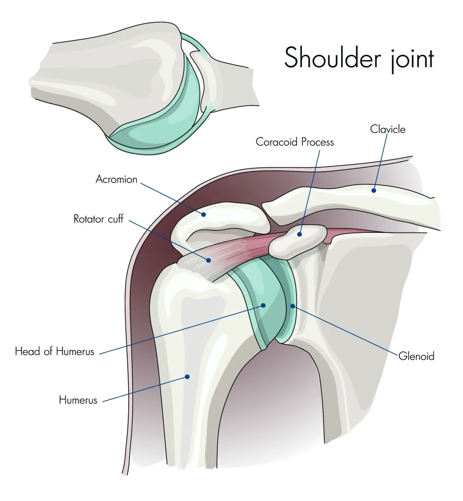 Diagram of shoulder anatomy.