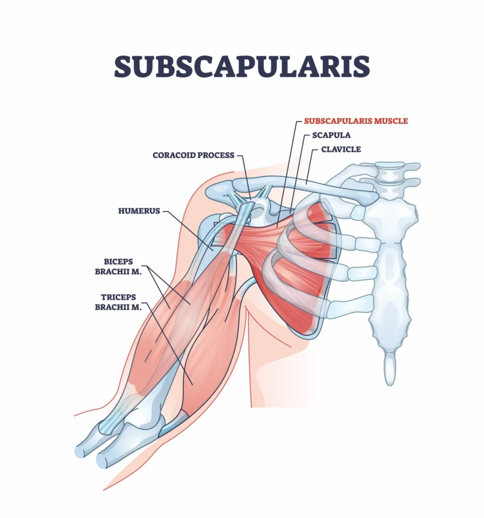 Diagram of the subscapularis and muscles around it 