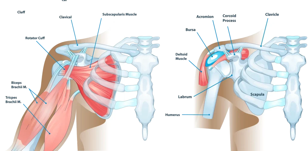 shoulder anatomy